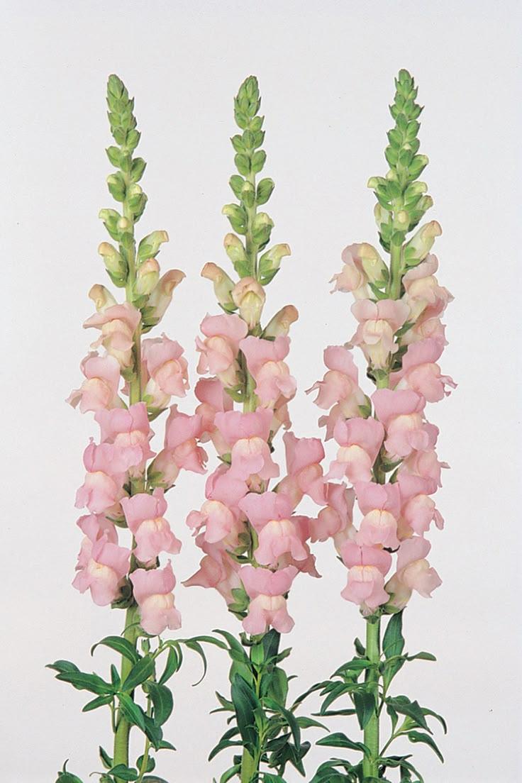 Whisper of Meadow Breezes Bouquet